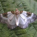 Blue-bordered carpet (Plemyria rubiginata) Kenneth Noble